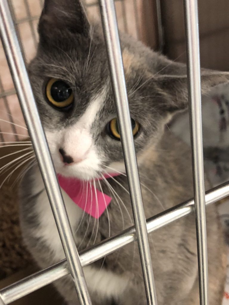 Cats rescued